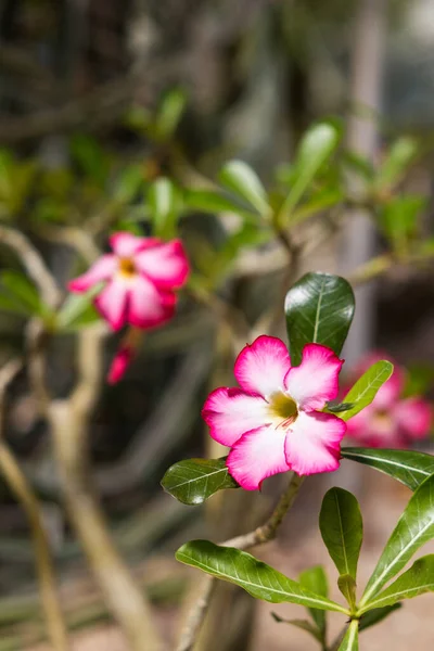 Róża Pustynna Adenium Obesum Tropikalnej Szklarni Parc Phoenix Nicei — Zdjęcie stockowe