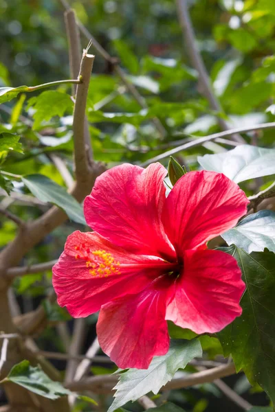 Czerwony Kwiat Hibiskusa Tropikalnej Szklarni Parc Phoenix Nicei — Zdjęcie stockowe