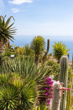 Lezzetli bitkileriyle ve deniz manzarasıyla Eze 'nin egzotik bahçesi.