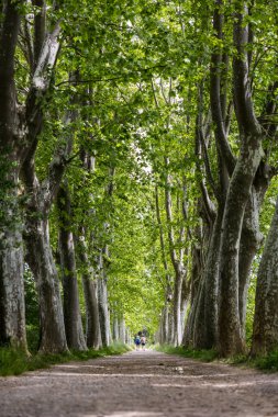 Domaine de Restinclieres 'deki uçak ağaçları sokağı.