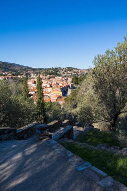 Moulin de la Cortina çevresindeki zeytin ağaçlarından Collioure manzarası