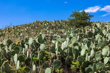 Dikenli armutlar (Opuntia ficus-indica) Salagou Gölü kıyılarında çiçek açarlar