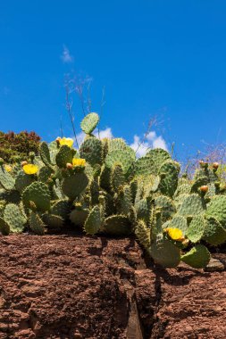 Dikenli armutlar (Opuntia ficus-indica) Salagou Gölü kıyılarında çiçek açarlar