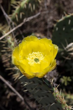 Salagou Gölü kıyılarında bir dikenli armudun portakal sarısı çiçeği (Opuntia ficus-indica)