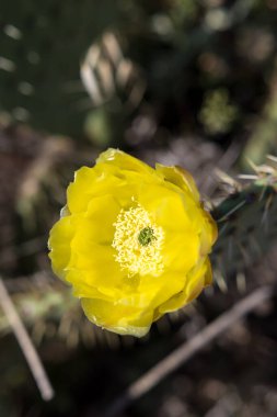 Salagou Gölü kıyılarında bir dikenli armudun portakal sarısı çiçeği (Opuntia ficus-indica)