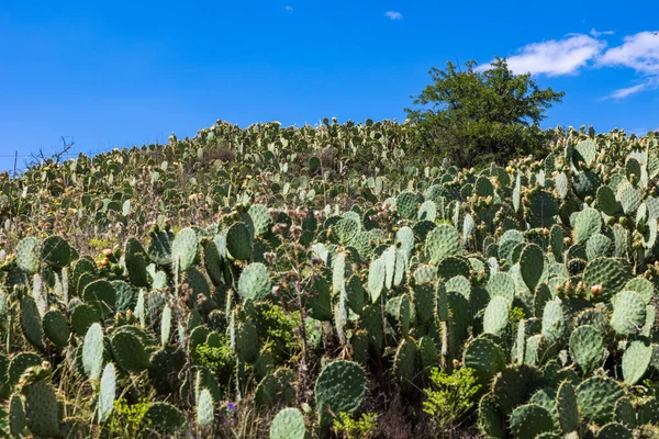 Prickly Pears Opuntia Ficus Indica Bloom Shores Salagou Lake — Stock Photo, Image