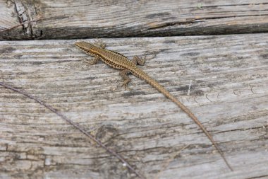 Scamandre göleti doğa koruma alanında bir odun parçası üzerinde duvar kertenkelesi (Podarcis muralis)
