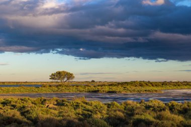Etang d 'Ingril' in kıyısındaki yalnız ağaç, gün batımında Bois des Aresquiers 'in doğal yerinde.