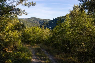 Sabah güneşinin altında, Cevennes 'in güneyindeki Sumene köyünün çevresindeki ormanda yol.
