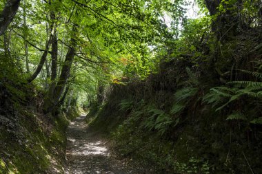 İsviçre Normandiya 'da, Thury-Harcourt' ta, Hom kavşağındaki çitin göbeğindeki patikada yol