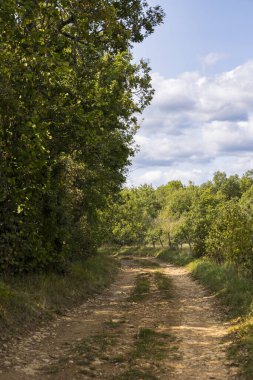 Beaujolais 'deki ortaçağ köyü Oingt yakınlarındaki altın taşlar diyarında yürüyüş yolu.