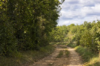 Beaujolais 'deki ortaçağ köyü Oingt yakınlarındaki altın taşlar diyarında yürüyüş yolu.