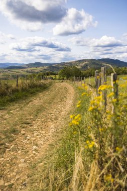 Oingt köyünün yakınındaki Beaujolais 'in tepe ve üzüm bağlarının manzarası yürüyüş patikasından.