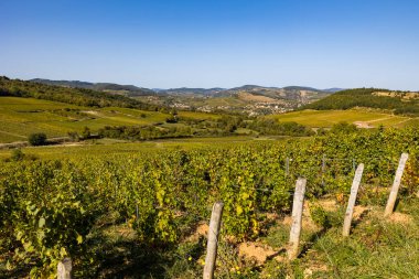 Vergisson 'dan ünlü Pouilly-Fuisse adasının üzüm bağlarıyla çevrili La Roche-Vineuse köyü.