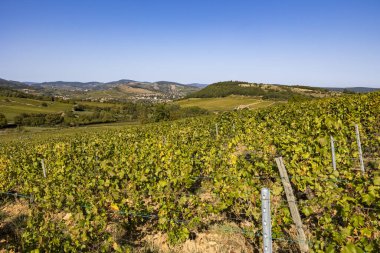 Vergisson 'dan ünlü Pouilly-Fuisse adasının üzüm bağlarıyla çevrili La Roche-Vineuse köyü.