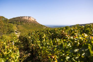 Roche du Vergisson 'daki kireçtaşı uçurumu Macon yakınlarındaki Burgundy' deki ünlü Pouilly-Fuisse adasının üzüm bağına bakıyor.