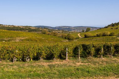 Macon yakınlarındaki Solutre-Pouilly köyünde Burgundy 'deki ünlü Pouilly-Fuisse adasının üzüm bağı.
