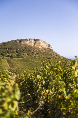 Roche du Vergisson 'daki kireçtaşı uçurumu Macon yakınlarındaki Burgundy' deki ünlü Pouilly-Fuisse adasının üzüm bağına bakıyor.