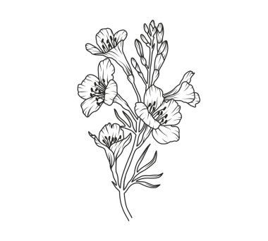 Frezya çiçek hattı sanatı. Çiçekli logo çizimi. Vahşi buket soyut, zarif bahar yaprakları. Siyah, klasik botanik çiçek dalı. Taslak biçiminde vektör illüstrasyonu