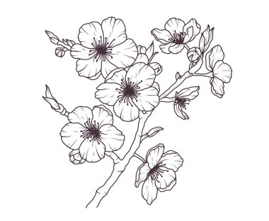 Sakura çiçek dalıyla çizilmiş siyah çiçek çizimi. Kiraz çiçeği Japon ince dalları sanat eseri. Bahar botanik yaprağı, yapraklar. Ana hatlar biçiminde Asya bitkisel vektör çizimi