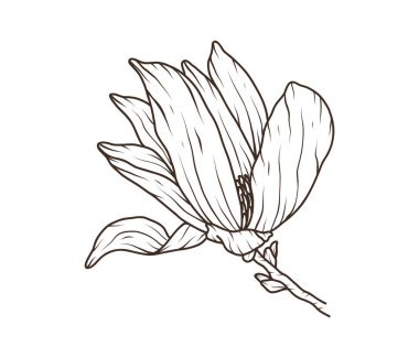 Çiçekli manolya el çizimi sanat eseri. Dal ve tomurcuğun çiçek çizimi. Düğün davetiyesi şablonu için botanik bahar çiçeği. Vektör özet çizimi