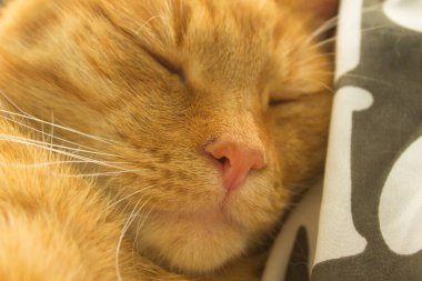 Kızıl bir kedinin portresi. Arkaplan.