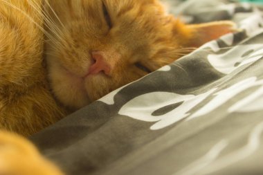 Kızıl bir kedinin portresi. Arkaplan.