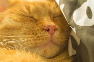 Kızıl bir kedinin portresi. Arkaplan.