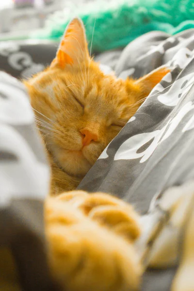 Портрет Красной Кошки Фон — стоковое фото