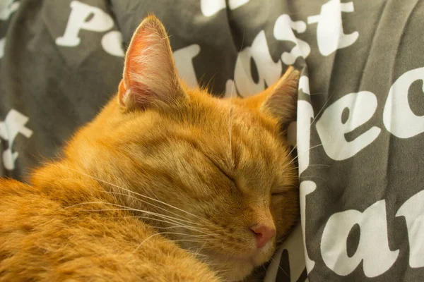 Портрет Красной Кошки Фон — стоковое фото