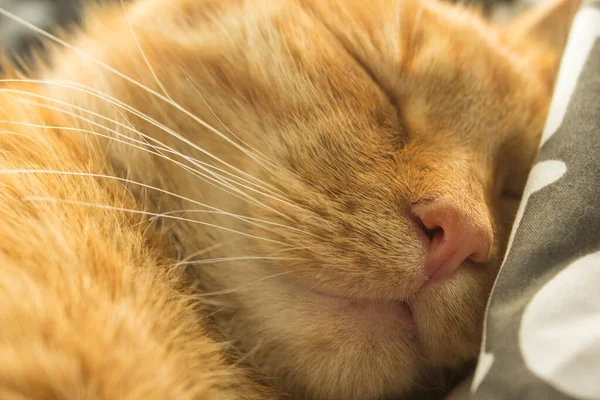 Retrato Gato Vermelho Contexto — Fotografia de Stock