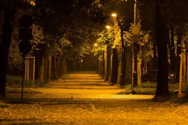 Gece Sonbahar Parkı. Güzel park. Arkaplan.