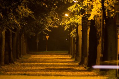 Gece Sonbahar Parkı. Güzel park. Arkaplan.