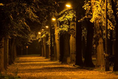 Gece Sonbahar Parkı. Güzel park. Arkaplan.