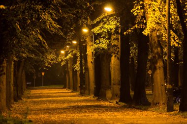 Gece Sonbahar Parkı. Güzel park. Arkaplan.