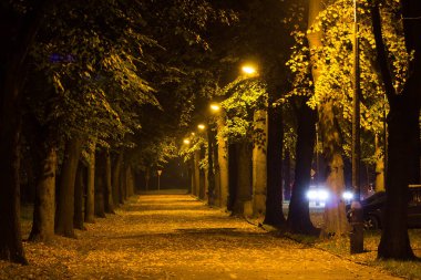 Gece Sonbahar Parkı. Güzel park. Arkaplan.