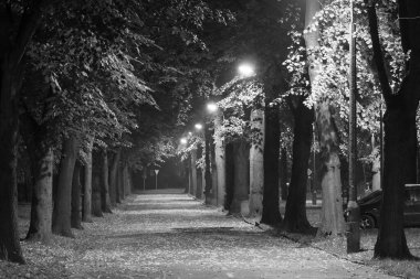 Gece Sonbahar Parkı. Güzel park. Arkaplan.