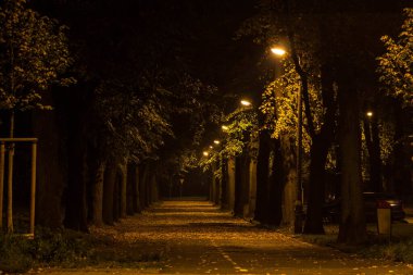 Gece Sonbahar Parkı. Güzel park. Arkaplan.