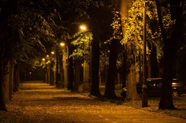 Gece Sonbahar Parkı. Güzel park. Arkaplan.