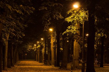 Gece Sonbahar Parkı. Güzel park. Arkaplan.