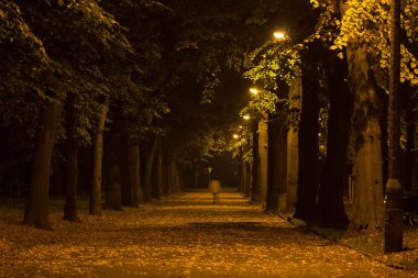 Gece Sonbahar Parkı. Güzel park. Arkaplan.