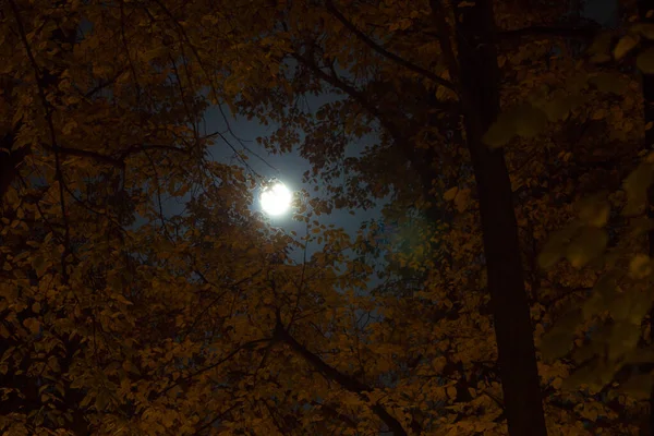 Луна Осенних Листьях Осеннее Ночное Небо Фон — стоковое фото