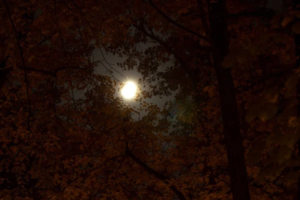 Luna Foglie Autunnali Cielo Notturno Autunno Contesto — Foto Stock