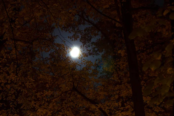 Місяць Осінньому Листі Осіннє Нічне Небо Тло — стокове фото
