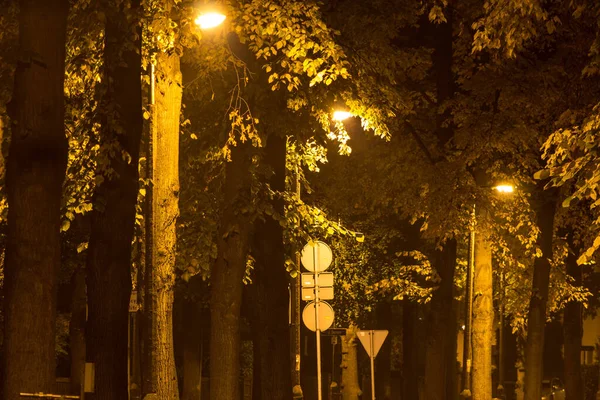Éjszakai Őszi Park Gyönyörű Park Háttér — Stock Fotó