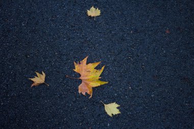 Renkli, sonbahar, Ekim, arka plan, yeşillik, açık hava, turuncu, yaprak, ağaç, doğa, park, mevsim, sonbahar, güzel, altın, sarı, şehir, renk, kentsel, yapraklar, parlak, manzara, güneş ışığı, çevre, bank, yeşil, yol, güneşli.