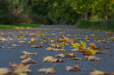Güzel sonbahar. Sonbahar şehri. Autumn Park 'ta. Arkaplan.