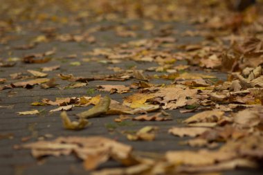 Güzel sonbahar. Sonbahar şehri. Autumn Park 'ta. Arkaplan.