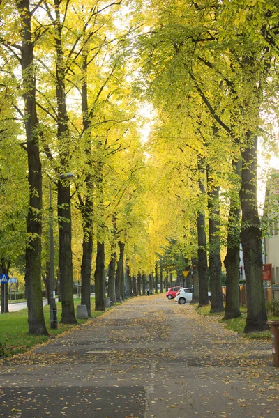Beautiful Autumn Autumn City Background — Stock Photo, Image