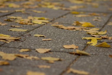 Güzel sonbahar. Sonbahar şehri. Autumn Park 'ta. Arkaplan.